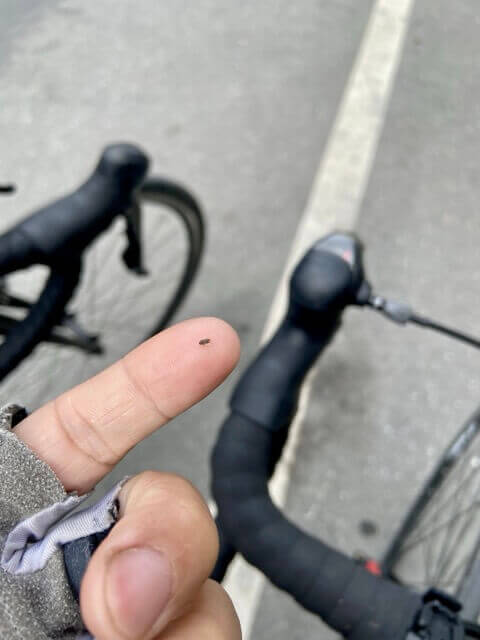 食指指腹上的黑色小蟲子